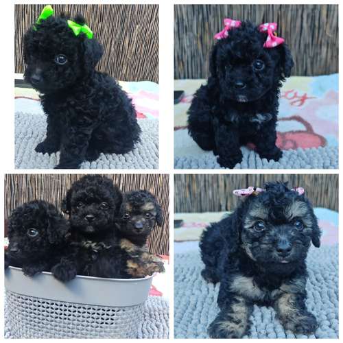 Hermosas french poodle tacitas 