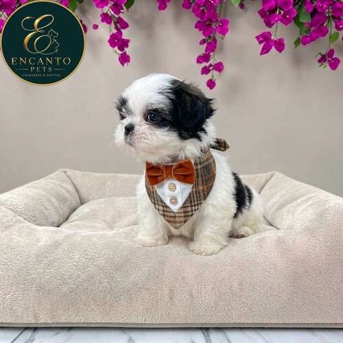 Cachorro MALTIPOO disponible - Imagen 10