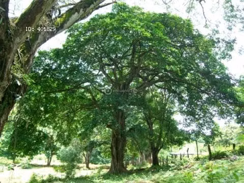 Finca Turística y de Conservación en Nicoya con Cascadas y Ríos - F49