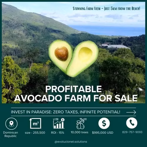 FINCA DE AGUACATES EN VENTA, PARAISO, BARAHONA - Imagen 3