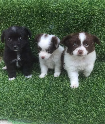 Chihuahua con pomerania
