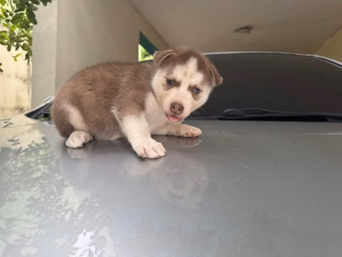 Husky hembra