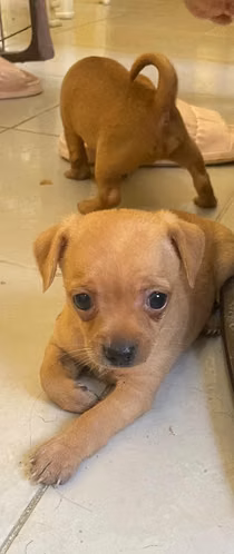 Venta de 2 cachorros chihuahuas,