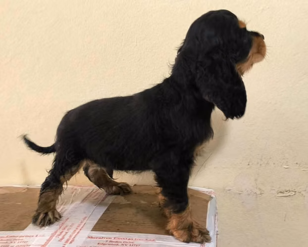 Cooker Spaniel bien Hermosos hembras y machos disponibles