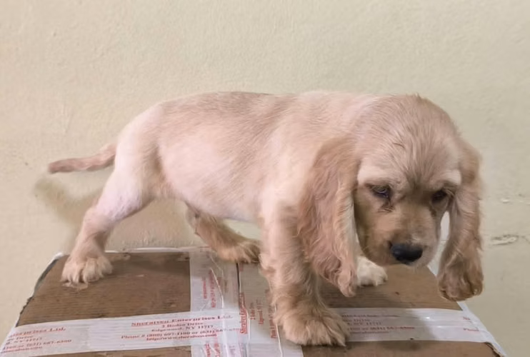 Cooker Spaniel bien Hermosos hembras y machos disponibles