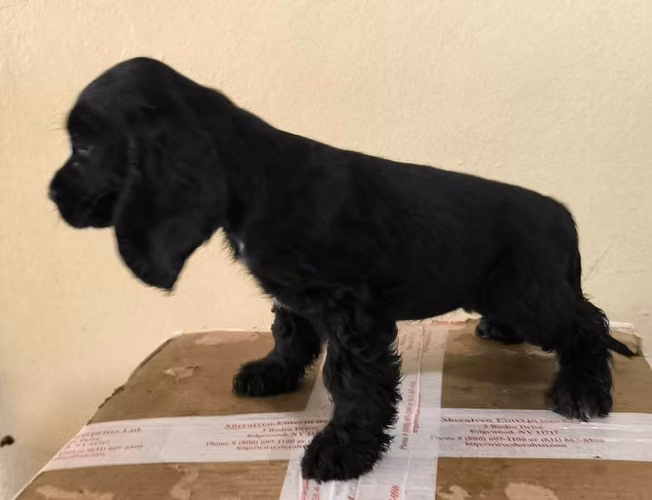 Cooker Spaniel bien Hermosos hembras y machos disponibles
