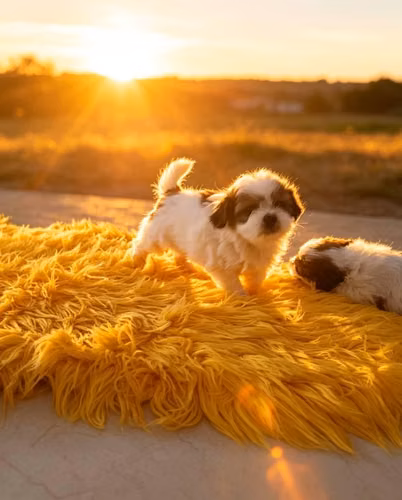 Shipoo