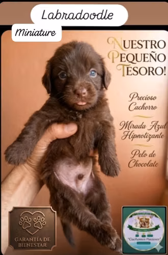 Labradoodle