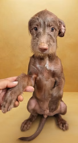 Labradoodle