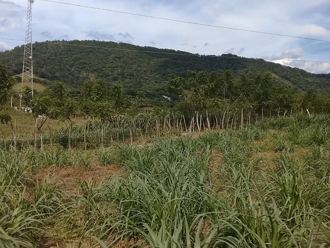 FINCA DE 90 TAREAS DE VENTA EN BONAO - Imagen 8