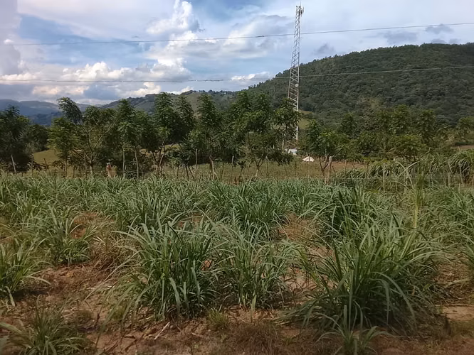 FINCA DE 90 TAREAS DE VENTA EN BONAO - Imagen 7