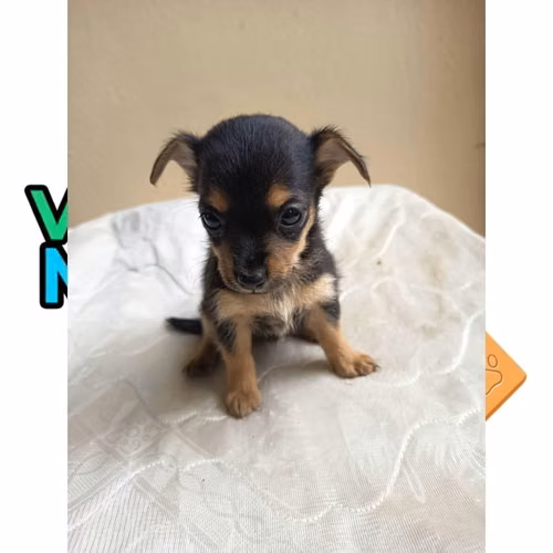 CHIHUAHUA CABEZA DE VENADO
