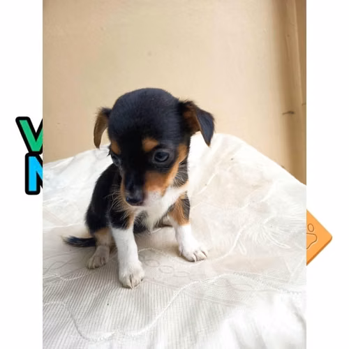 CHIHUAHUA CABEZA DE VENADO