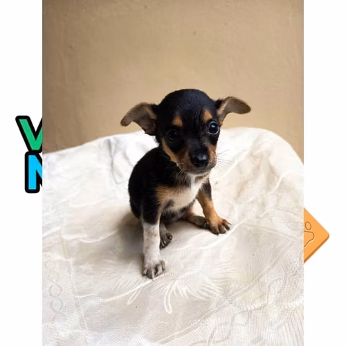 CHIHUAHUA CABEZA DE VENADO