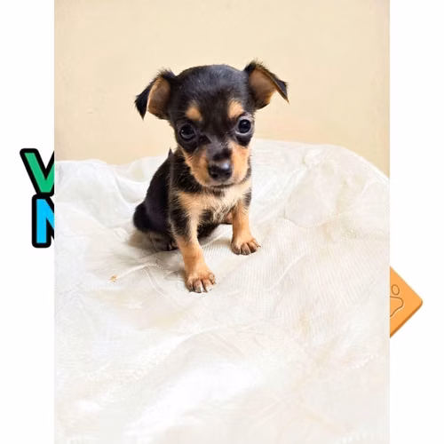 CHIHUAHUA CABEZA DE VENADO