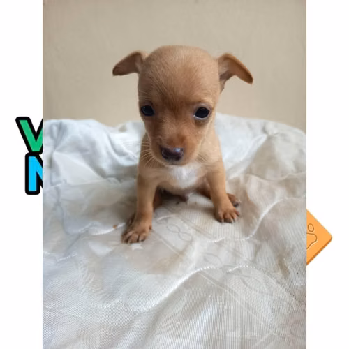 CHIHUAHUA CABEZA DE VENADO