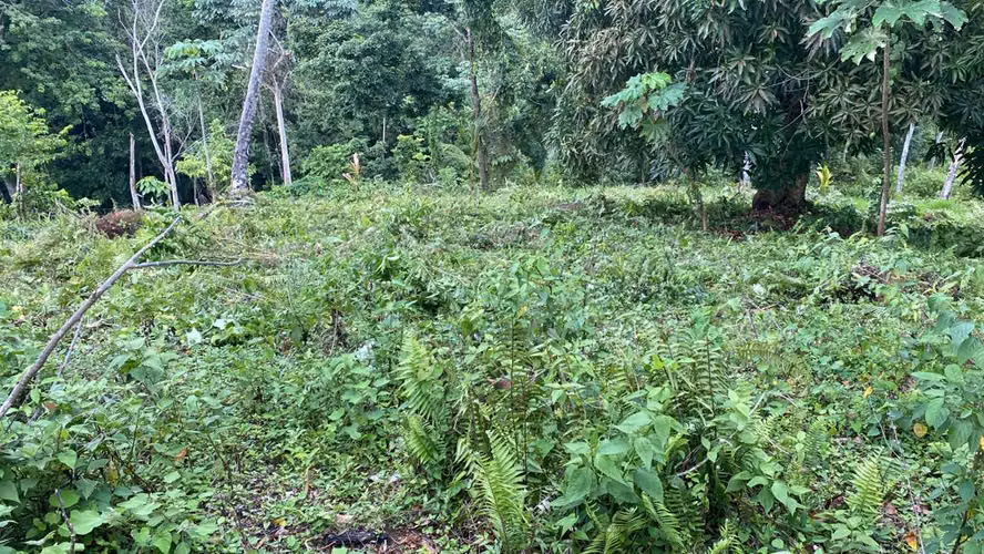 Terrenos en Venta Miches - Imagen 2