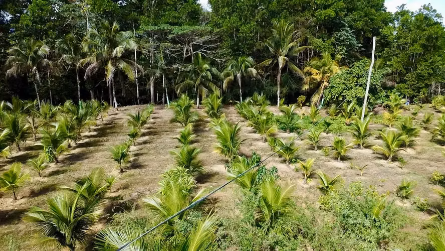 TERRENO DE 16 TAREAS DE VENTA EN VILLA ALTAGRACIA - Imagen 2