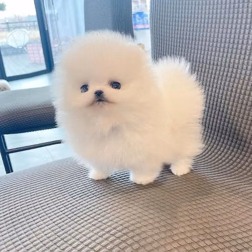 321 Cachorros Pomerania