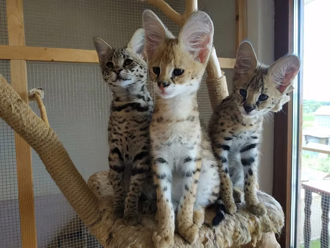 Gatitos Serval y Savannah