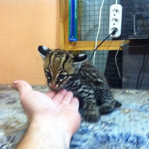 Gatitos Caracal y Ocelote