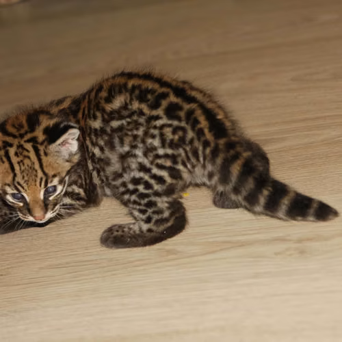Gatitos Caracal y Ocelote