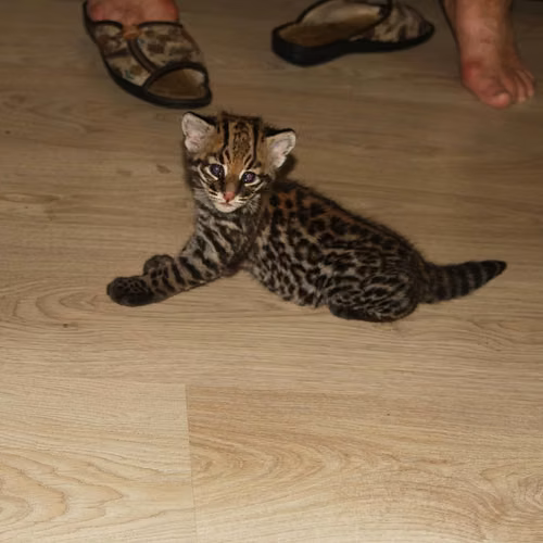 Gatitos Caracal y Ocelote
