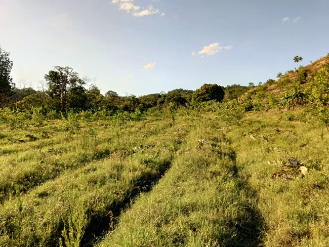 FINCA 202 TAREAS DE VENTA EN BONAO