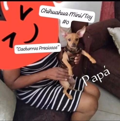 Chihuahua Mini Hembra