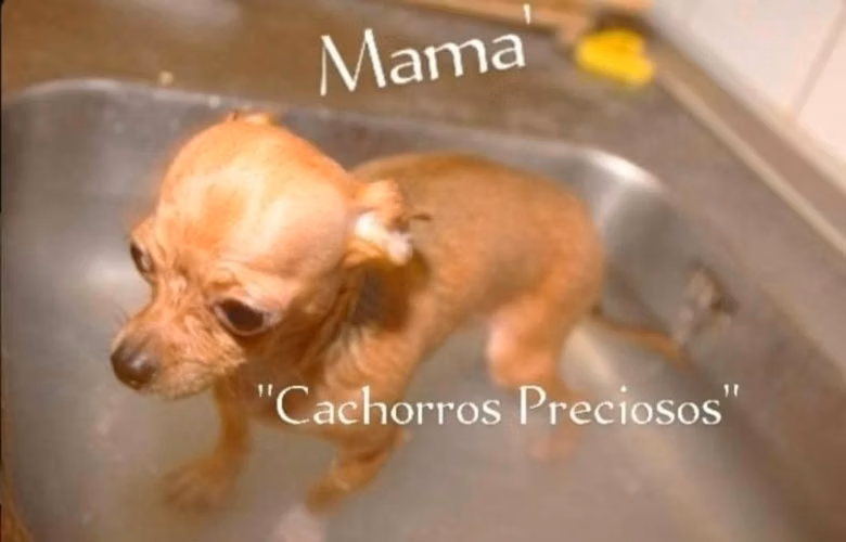 Chihuahua Mini Hembra