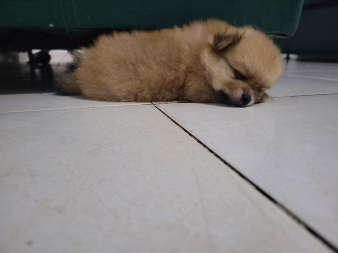 Hermoso cachorro Pomerania macho en venta 