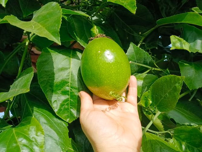 Oportunidad Finca en Producción