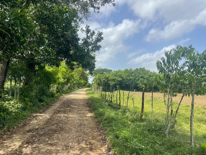 Vendo Finca GANADERA – AGRICOLA de 50 tareas en DON JUAN, MONTE PLATA