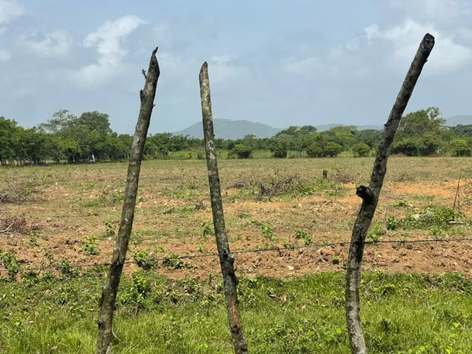 Vendo Finca GANADERA – AGRICOLA de 50 tareas en DON JUAN, MONTE PLATA