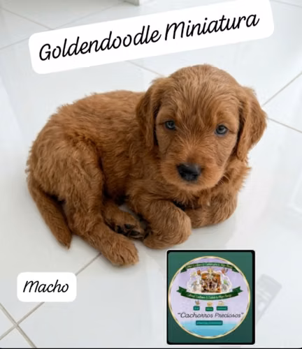 Goldendoodle