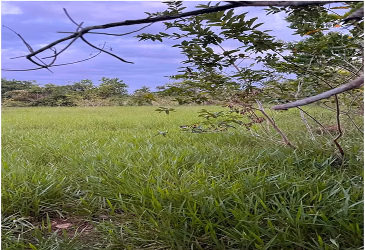 Vendo Finca GANADERA – AGRICOLA, 35 tareas dentro del DEAN, MONTE PLATA