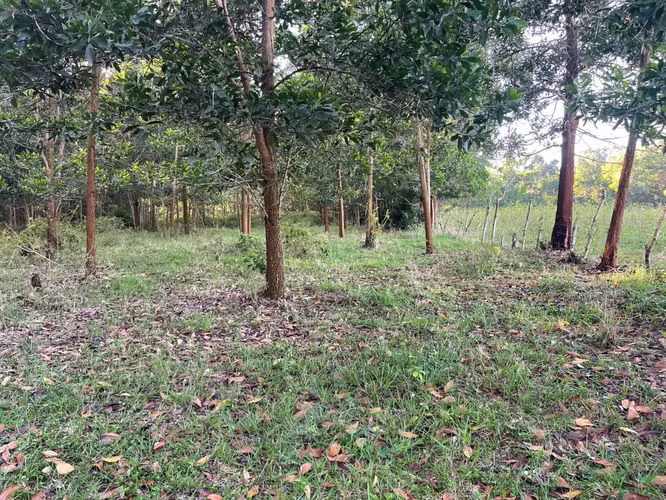 Vendo Finca GANADERA – AGRICOLA de 200 tareas en el LAUREL, Monte Plata