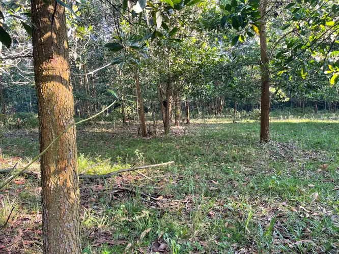 Vendo Finca GANADERA – AGRICOLA de 200 tareas en el LAUREL, Monte Plata