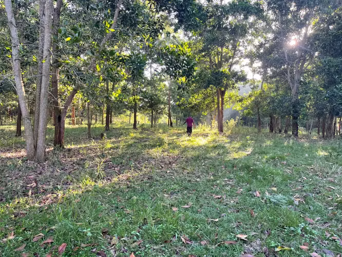 Vendo Finca GANADERA – AGRICOLA de 200 tareas en el LAUREL, Monte Plata