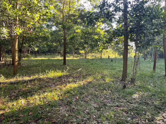 Vendo Finca GANADERA – AGRICOLA de 200 tareas en el LAUREL, Monte Plata
