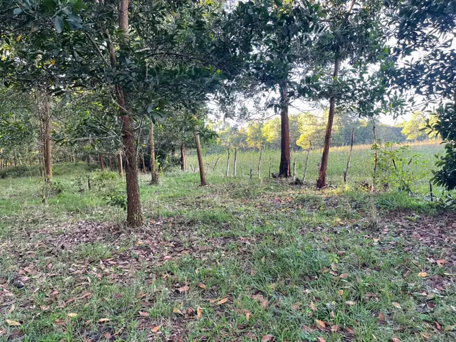 Vendo Finca GANADERA – AGRICOLA de 200 tareas en el LAUREL, Monte Plata