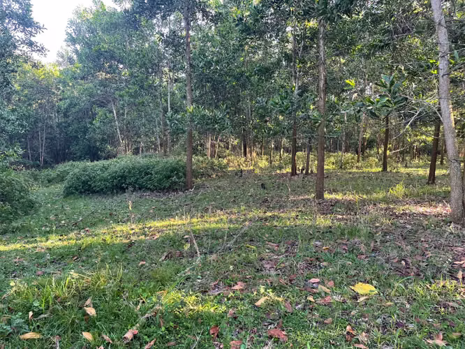 Vendo Finca GANADERA – AGRICOLA de 200 tareas en el LAUREL, Monte Plata