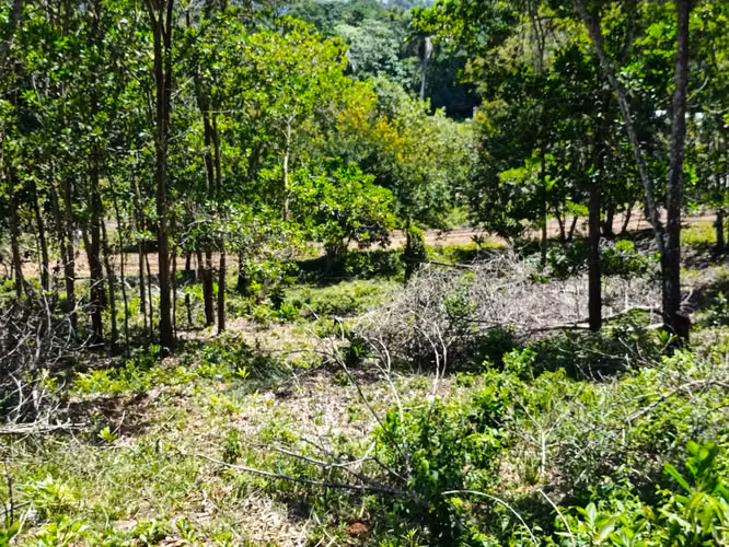 SOLAR DE VENTA EN HERMOSO PROYECTO DE BONAO - Imagen 4