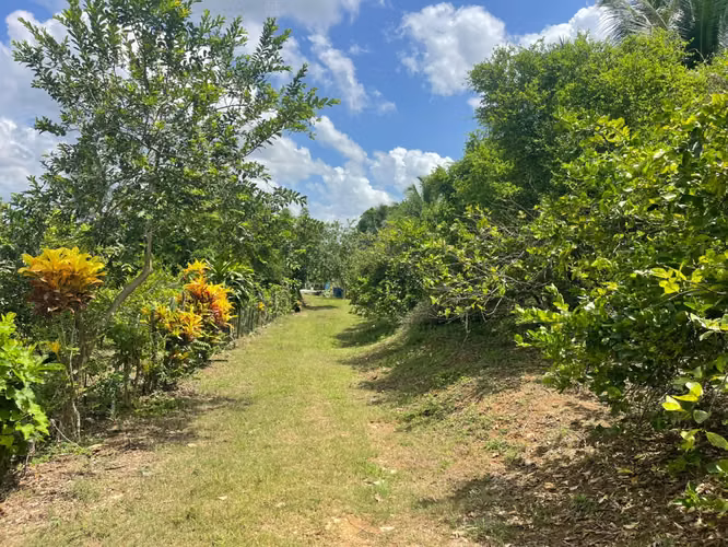 Vendo Finca de Ganadera – Agricola en LA LUISA BLANCA, 425 tareas, con Casa