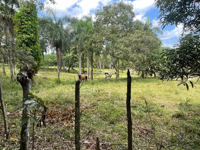 Vendo Finca de Ganadera – Agricola en LA LUISA BLANCA, 425 tareas, con Casa