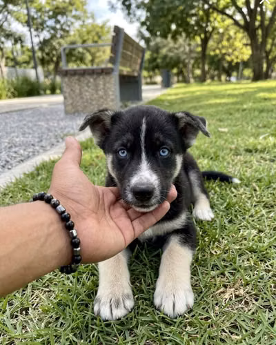 ¡Cachorros Belusky Disponibles! (Pastor Belga + Husky Siberiano) 