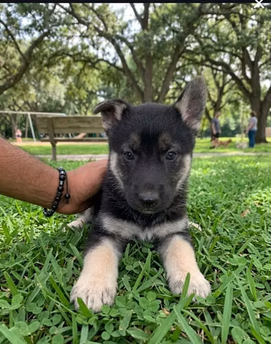 ¡Cachorros Belusky Disponibles! (Pastor Belga + Husky Siberiano) 