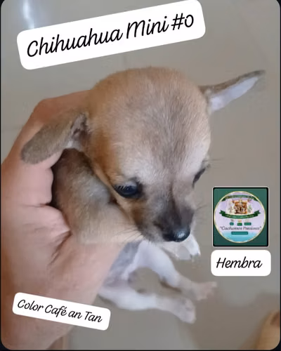 Chihuahua Mini/Toy #0 y #1