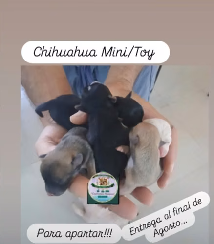 Chihuahua Mini/Toy #0 y #1