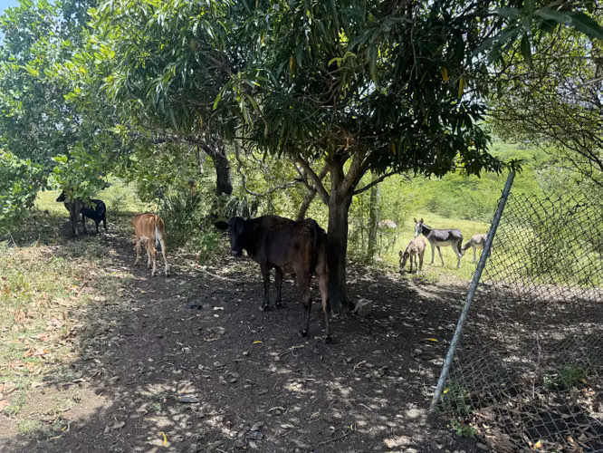 Finca en Venta en Baní con Ganado y Árboles Frutales – 118,635 m² - Imagen 4